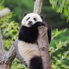 如意九寨·黄龙·熊猫乐园三日游·大散团2+1航空座椅