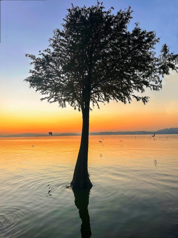 版纳怡夏·西双版纳4天3晚品质游（大巴团）