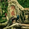 版纳怡夏·西双版纳4天3晚品质游（大巴团）