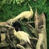 一路奔腾 · 昆明瑞丽芒市腾冲双动6日纯玩游