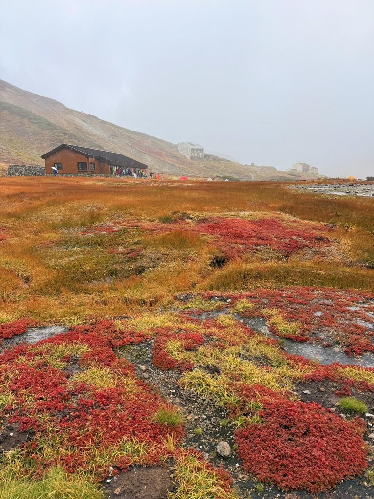 墨脱公路沿线秋季高山红草甸与彩林，木屋点缀山间
