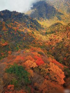 四川光雾山红叶最佳观赏期实拍，漫山红叶