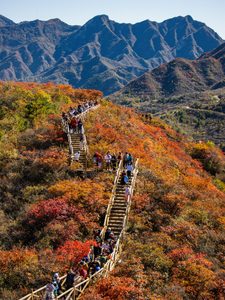 坡峰岭红叶节：游客沿登山步道赏漫山红叶，北京房山秋季赏红叶胜地