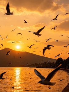 夕阳下的滇池,金色余晖洒满湖面,成群的红嘴鸥在暮色中展翅飞翔