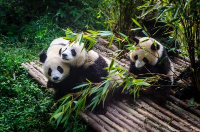 熊猫 熊猫